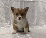 Small #1 Pembroke Welsh Corgi