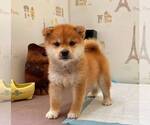 Small Photo #4 Shiba Inu Puppy For Sale in DALLAS, TX, USA