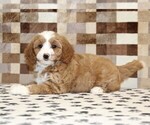 Small #1 Bernedoodle (Miniature)-Cavapoo (Miniature) Mix