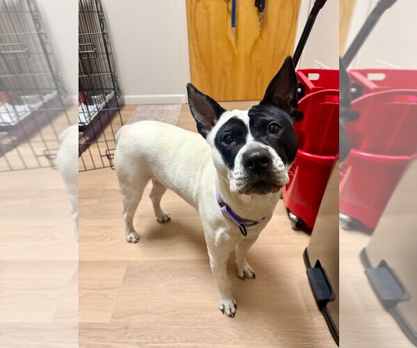 Medium Photo #28 Mutt Puppy For Sale in Gloversville, NY, USA