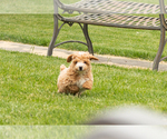 Small #8 Poodle (Miniature)