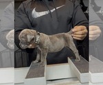 Puppy Rhonda Cane Corso