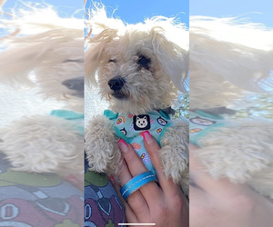 Father of the Maltese-Poodle (Toy) Mix puppies born on 09/21/2025