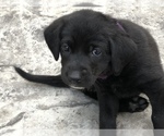 Small Photo #17 Labrador Retriever Puppy For Sale in LA CRESCENT, MN, USA