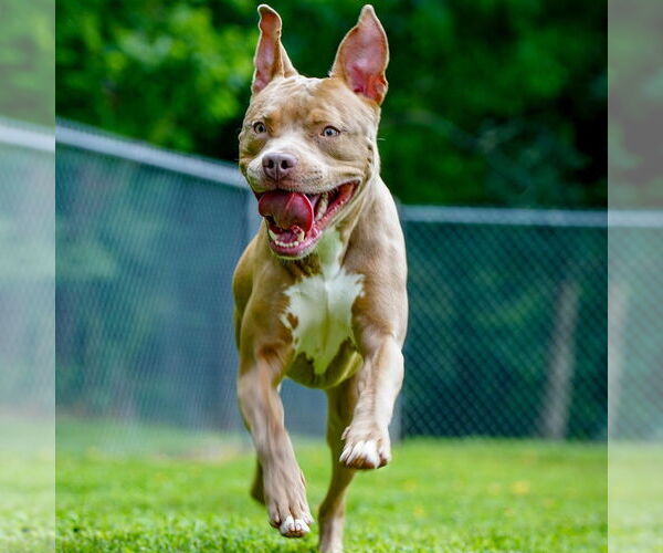 Medium Photo #2 American Pit Bull Terrier-Unknown Mix Puppy For Sale in Martinsburg, WV, USA