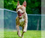 Small Photo #2 American Pit Bull Terrier-Unknown Mix Puppy For Sale in Martinsburg, WV, USA