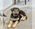 Small #2 German Shepherd Dog