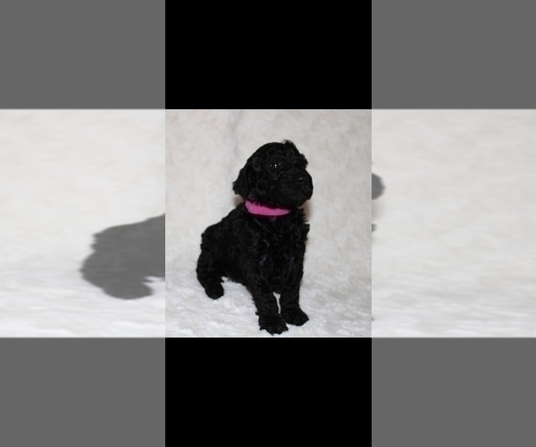 Medium Photo #4 Poodle (Standard) Puppy For Sale in SPRING, TX, USA