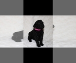 Small #3 Poodle (Standard)