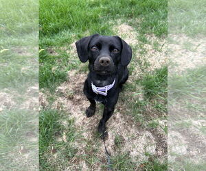 Beagleman Dogs for adoption in Princeton, MN, USA