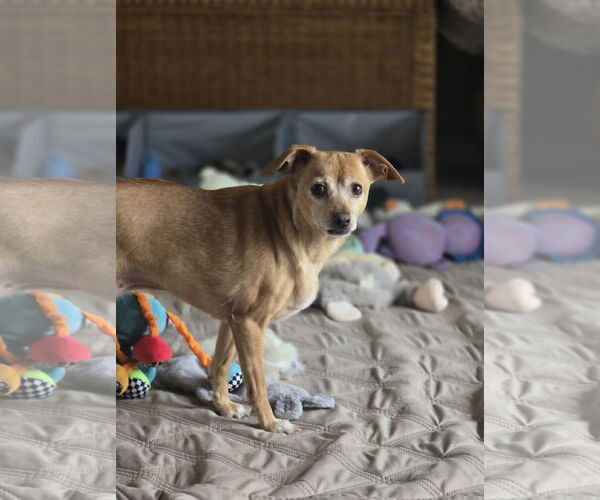 Medium Photo #5 Mutt Puppy For Sale in Arlington, VA, USA