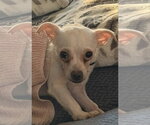 Small #6 Chihuahua Mix