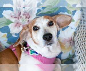 Beagle Dogs for adoption in Mundelein, IL, USA