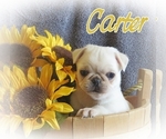 Small Photo #9 Pug Puppy For Sale in ELVERSON, PA, USA