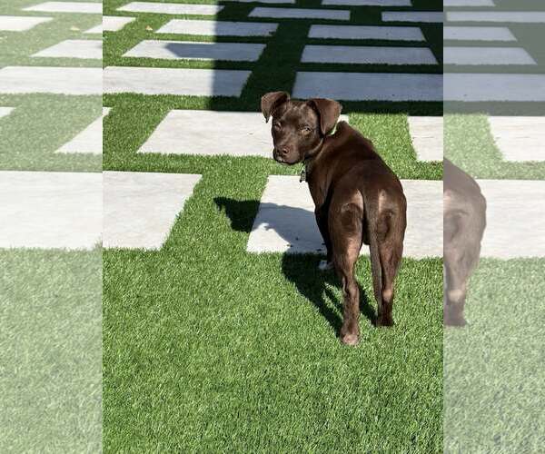 Medium Photo #3 Dachshund-Unknown Mix Puppy For Sale in Greenville, SC, USA