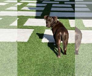 Pilot - Male Dachshund-Unknown Mix Dog for Adoption - Photo #3