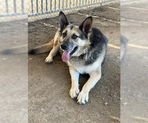Medium Photo #3 German Shepherd Dog Puppy For Sale in Riverside, CA, USA