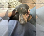 Small #2 Dachshund