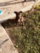 Small Photo #1 Mutt Puppy For Sale in OVERLAND PARK, KS, USA