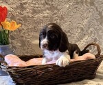 Small #2 English Springer Spaniel