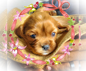 Cavalier King Charles Spaniel Puppy for sale in SPIRO, OK, USA