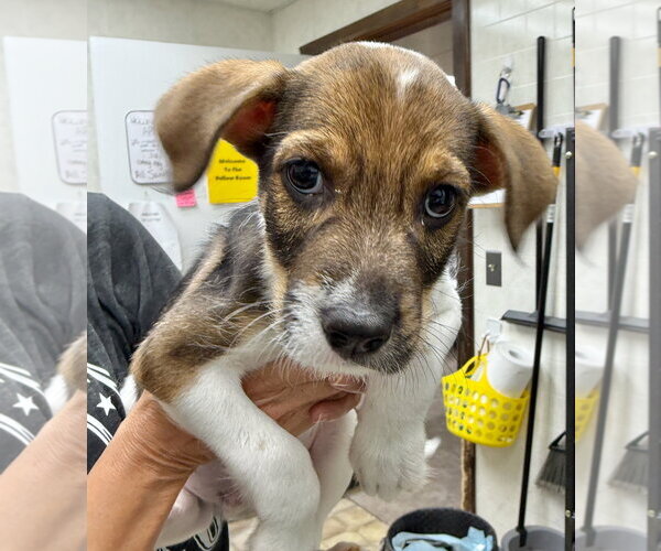 Medium Photo #1 Mutt Puppy For Sale in Gilberts, IL, USA