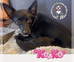 Small #3 Australian Shepherd-Schipperke Mix