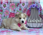 Small Photo #3 Labrador Retriever-Siberian Husky Mix Puppy For Sale in LANCASTER, PA, USA