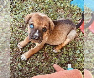 Rottweiler-Unknown Mix Dogs for adoption in OKLAHOMA CITY, OK, USA