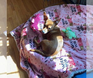Chihuahua-Unknown Mix Dogs for adoption in St. Louis Park, MN, USA