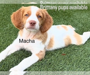 Brittany Puppy for sale in MORENO VALLEY, CA, USA