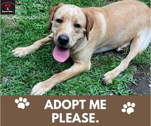 Mutt Dogs for adoption in Lewistown, PA, USA