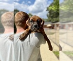 Small #1 Boxer