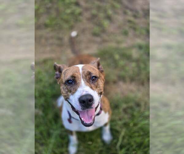 Medium Photo #3 Mutt Puppy For Sale in Shelburne, VT, USA