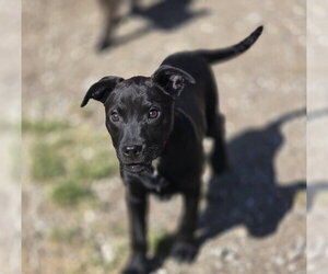 Mutt Dogs for adoption in Crandall, GA, USA