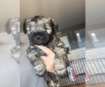 Puppy Puppy male 2 Schnauzer (Miniature)