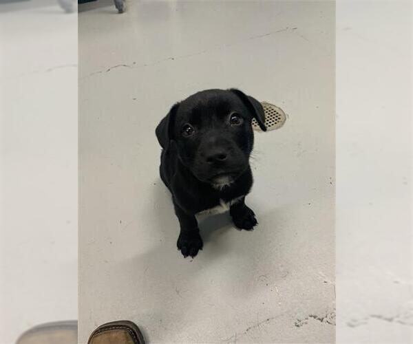 Medium Photo #1 Labrador Retriever-Unknown Mix Puppy For Sale in Corpus Christi, TX, USA