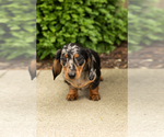 Small #3 Dachshund