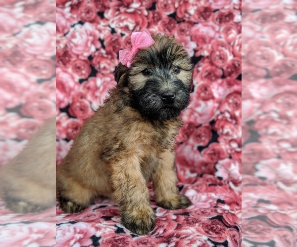 Medium Photo #2 Soft Coated Wheaten Terrier Puppy For Sale in PARADISE, PA, USA