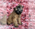 Small Photo #2 Soft Coated Wheaten Terrier Puppy For Sale in PARADISE, PA, USA
