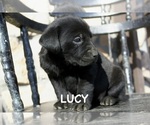 Small #1 Labrador Retriever