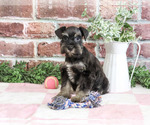 Small Photo #3 Schnauzer (Miniature) Puppy For Sale in SYRACUSE, IN, USA