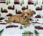 Small #1 Cavapoo