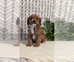 Small Photo #23 Cavapoo (Miniature) Puppy For Sale in GOSHEN, IN, USA
