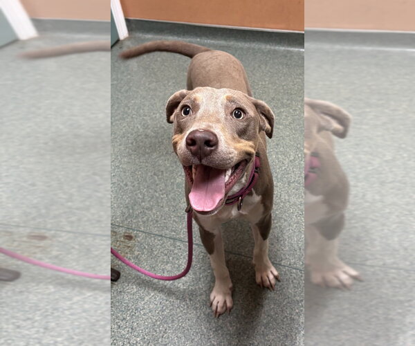 Medium Photo #3 Unknown-Weimaraner Mix Puppy For Sale in Boston, MA, USA