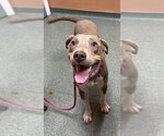 Small Photo #3 Unknown-Weimaraner Mix Puppy For Sale in Boston, MA, USA