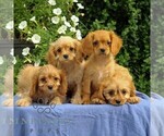 Small #1 Cavapoo