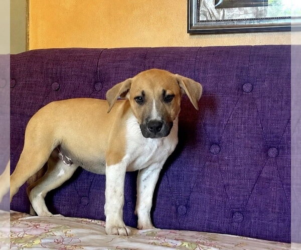 Medium Photo #1 Labrador Retriever-Unknown Mix Puppy For Sale in Rockaway, NJ, USA