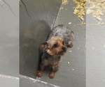 Small Photo #1 Yorkshire Terrier Puppy For Sale in CARROLLTON, GA, USA