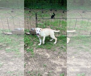 Golden Shepherd Dogs for adoption in Montello, WI, USA